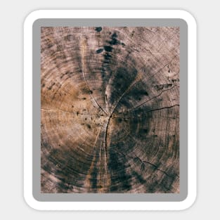 Wood cut tree rings Sticker